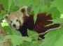 Kleiner Panda (Katzenb�r)
